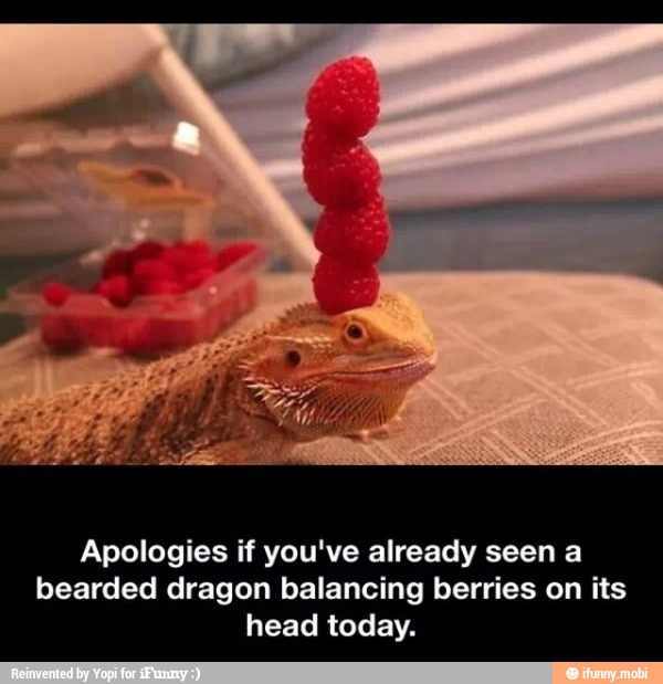 i love my bearded dragon - meme