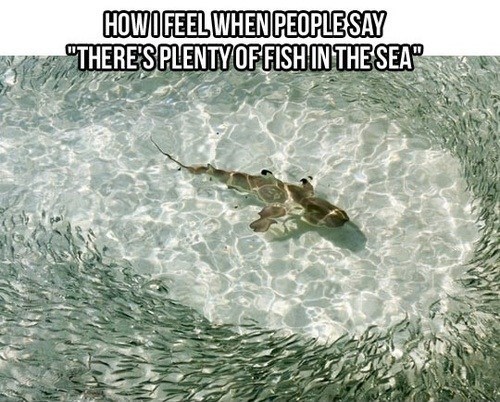 plenty of fish - meme