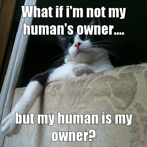 conspiracy cat Oreo - meme
