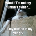 conspiracy cat Oreo