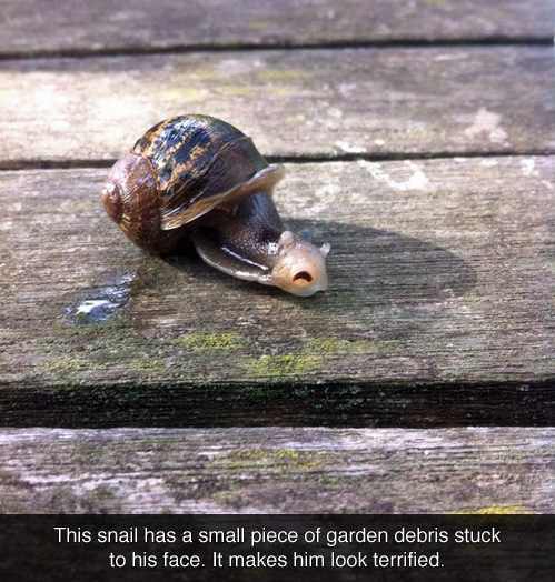Oh my! -George Takei, this snail. - meme