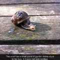 Oh my! -George Takei, this snail.