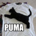 Puma  XD 
