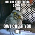 Love owls