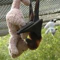 They hang these for the Flying Foxes to cuddle.