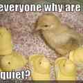 Ducks!! :D