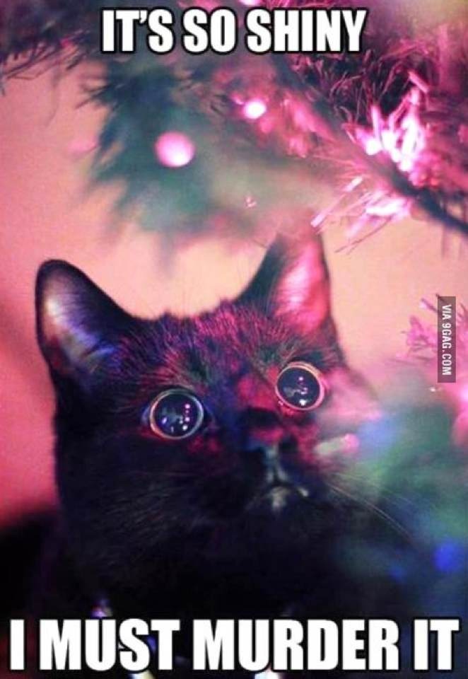 Holiday Cat - meme