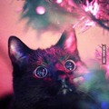 Holiday Cat