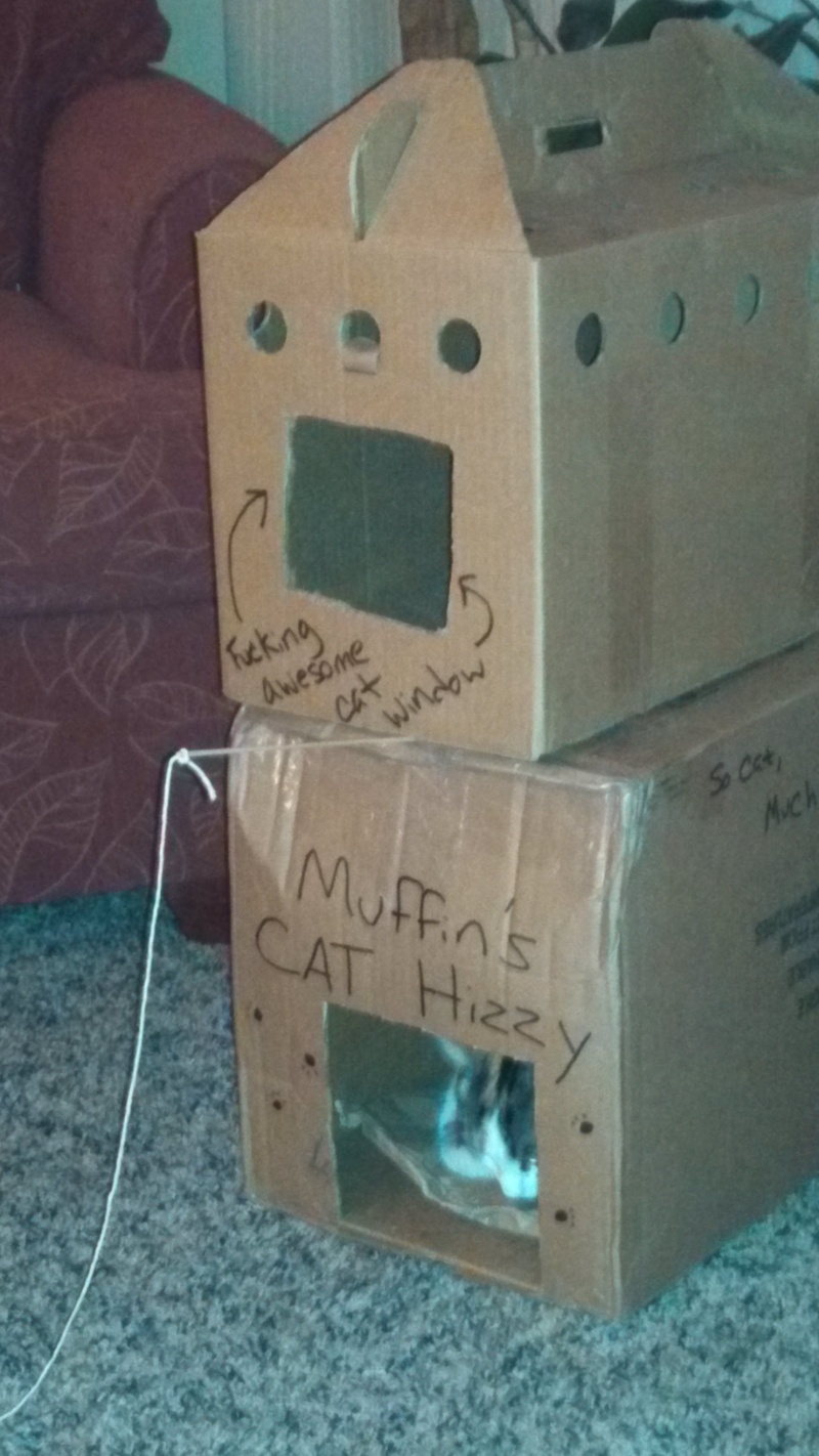 So I made my cat a box house.... - meme