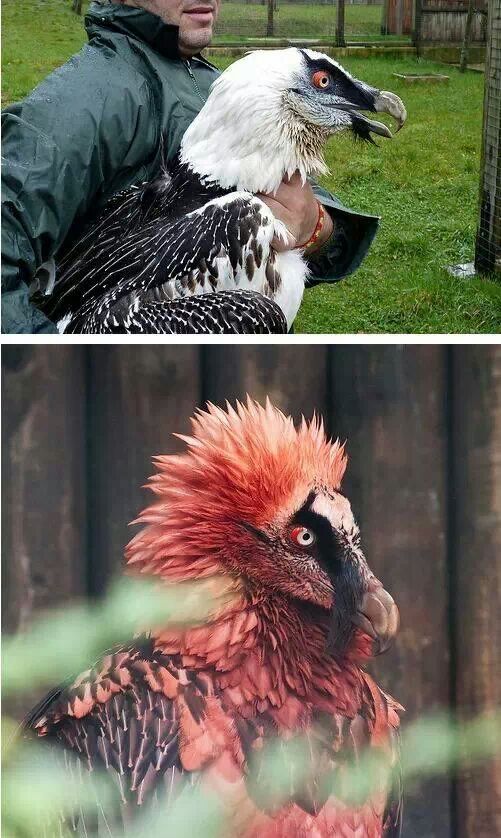 Bearded Vulture. Most metal bird ever. - meme