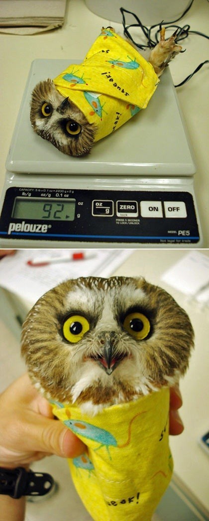 owl - meme