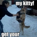 dog loves kitty
