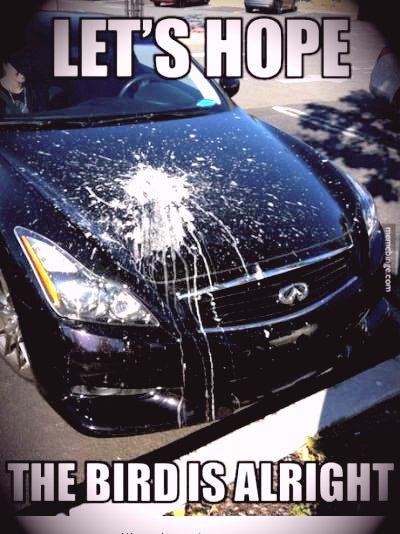 dat ass must have exploded ..poor bird - meme