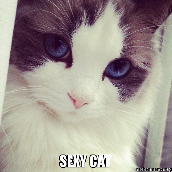 admit it, this cat looks better than you - meme
