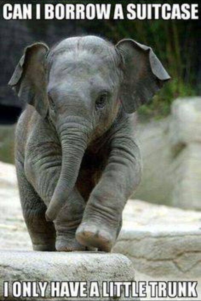 Awwwww baby elephant - meme