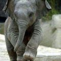 Awwwww baby elephant
