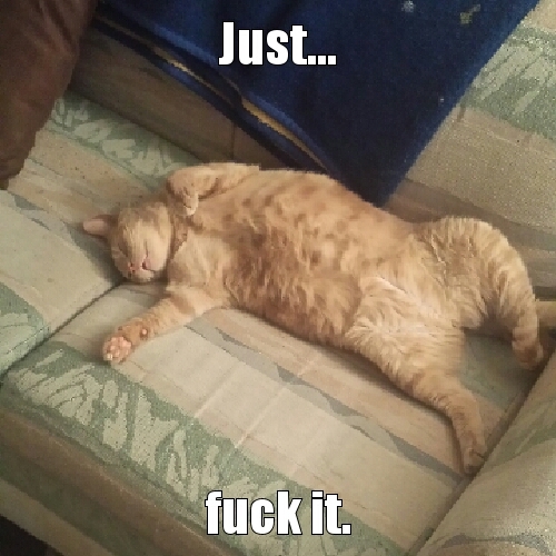 This is my cat loki... on a typical day in paradise. - meme