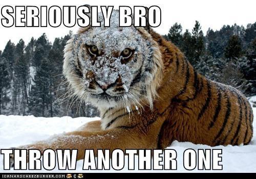Snow Tiger - meme