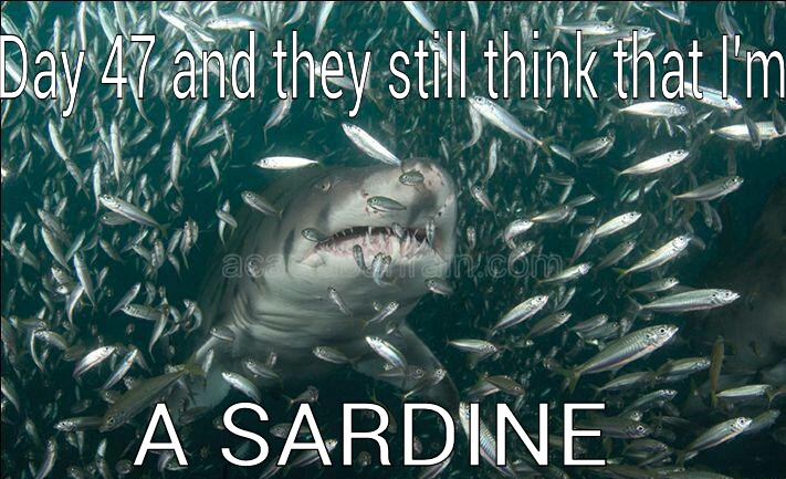 I'm just a sardine - meme
