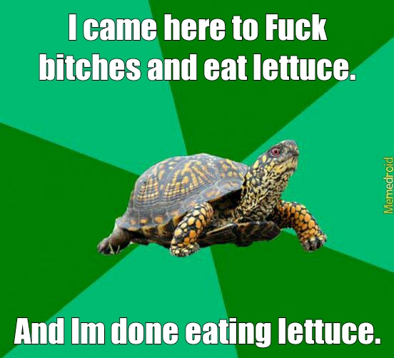 Turtle love - meme