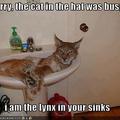 Lynx in sinks. What??