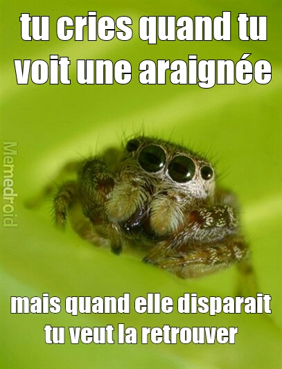 araignée - meme