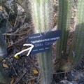 dildo cactus