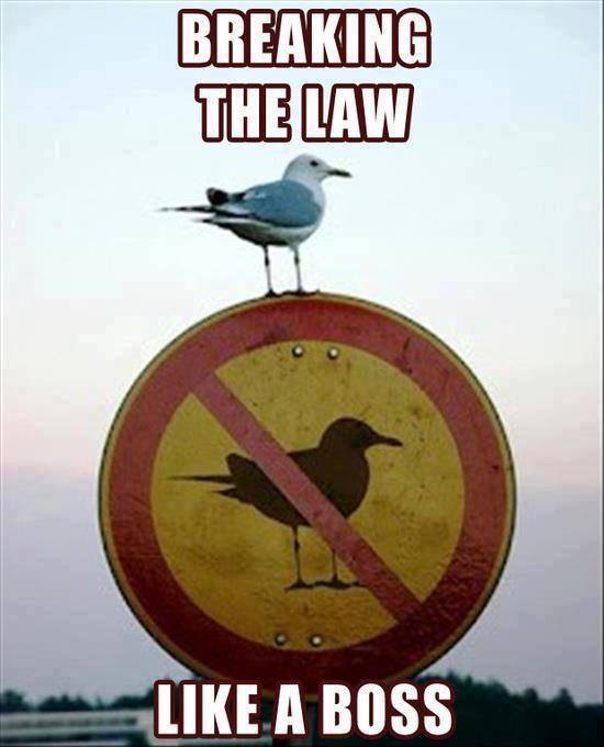 the law - meme