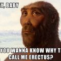 erectus