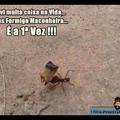 Ate as formigas
