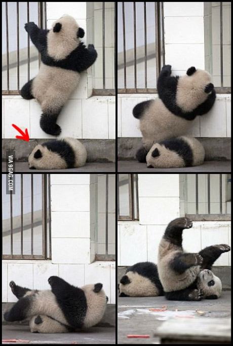 failin panda - meme