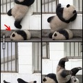 failin panda