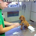 oh no :( poor dog 