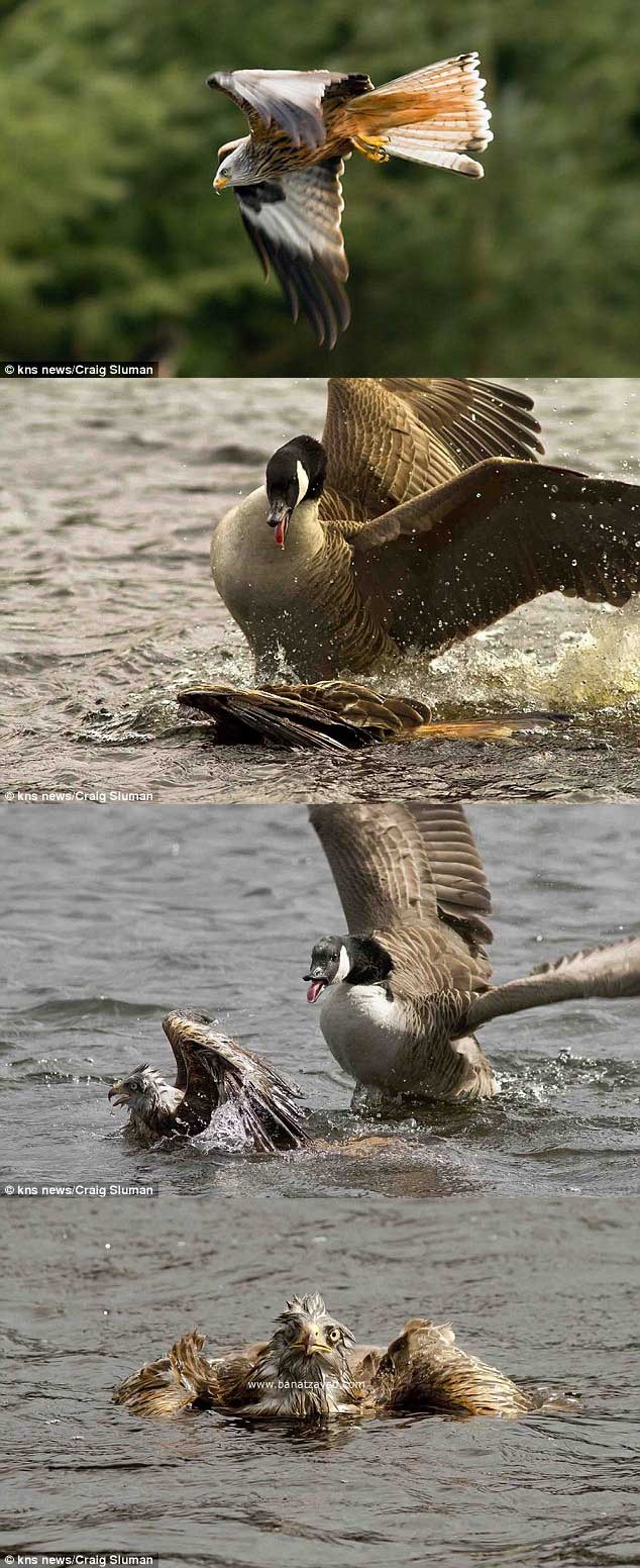 Canada Beats America Our Geese Are Mean Meme By Bails22cb Canada Beats America Our Geese Are Mean Meme By Bails22cb