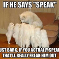 Dogs can talk