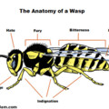 Wasps are Assholes