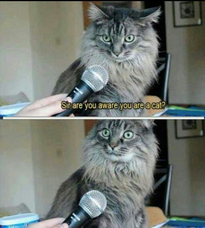 Cats rule the internet - meme