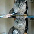 Cats rule the internet