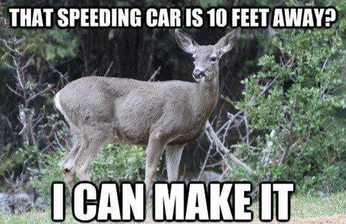 Damn deer! - meme
