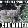 Damn deer!