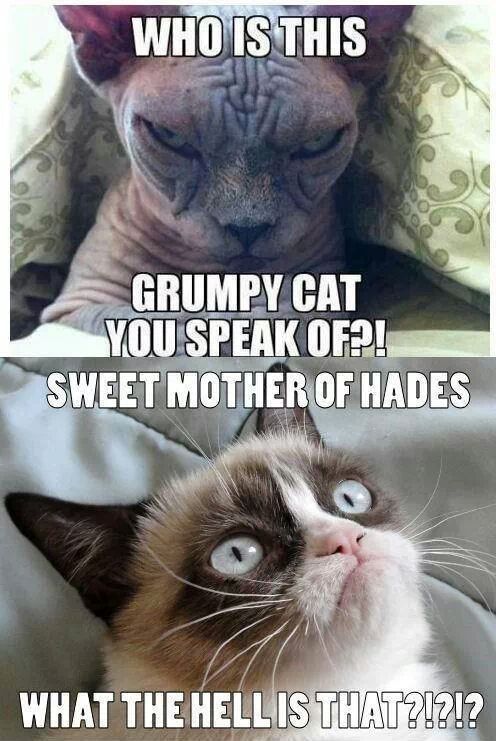 Grumpy cat ? - meme