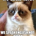 grumpy cat says...