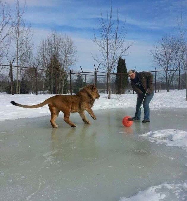a lion playing hockey only in Canada people - meme