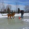 a lion playing hockey only in Canada people