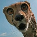 Cheetah derping into the camera