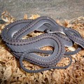 The dragon snake, pretty cool