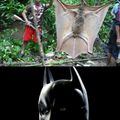 morcego do batman