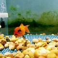 Angriest goldfish