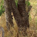 Camuflaje nivel guepardo