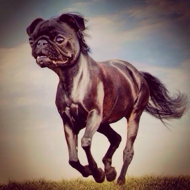 I googled pug in a horse. i was not disapointed - meme